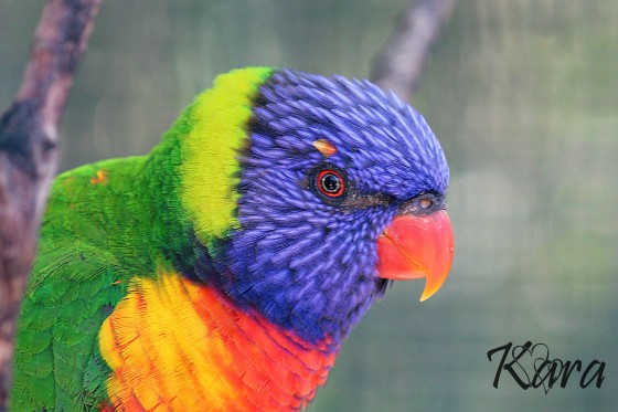 Bahama Lory Parrot