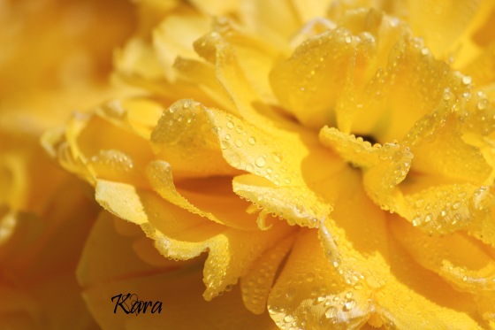 Raindrop petals